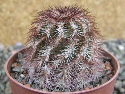 Echinocereus purpureus hybrid pot 6,5 cm - 12402563