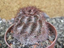 Echinocereus purpureus hybrid pot 6,5 cm - 12402564