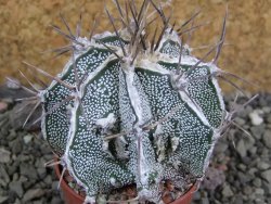 Astrophytum Dinosaur (Fukurio Hannya) pot 5,5 cm