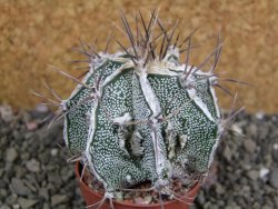 Astrophytum Dinosaur (Fukurio Hannya) pot 5,5 cm - 12402566