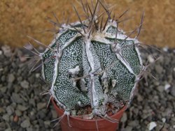 Astrophytum Dinosaur (Fukurio Hannya) pot 5,5 cm - 12402567