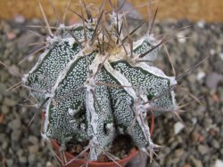 Astrophytum Dinosaur (Fukurio Hannya) pot 5,5 cm - 12402568