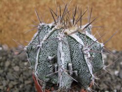 Astrophytum Dinosaur (Fukurio Hannya) pot 5,5 cm - 12402569