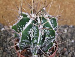 Astrophytum Dinosaur (Fukurio Hannya) pot 6,5 cm - 12402570