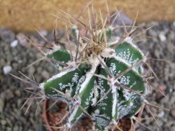 Astrophytum Dinosaur (Fukurio Hannya) pot 6,5 cm - 12402572