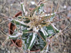 Astrophytum Dinosaur (Fukurio Hannya) pot 6,5 cm - 12402573