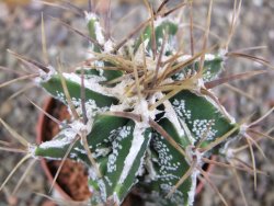 Astrophytum Dinosaur (Fukurio Hannya) pot 6,5 cm - 12402574