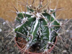 Astrophytum Dinosaur (Fukurio Hannya) pot 6,5 cm - 12402575