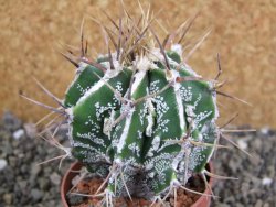 Astrophytum Dinosaur (Fukurio Hannya) pot 6,5 cm - 12402576