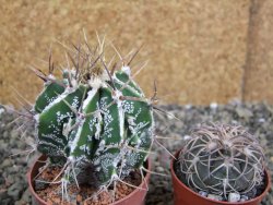 Astrophytum Dinosaur (Fukurio Hannya) pot 6,5 cm - 12402577