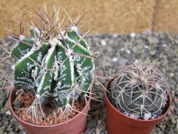 Astrophytum Dinosaur (Fukurio Hannya) pot 6,5 cm - 12402578