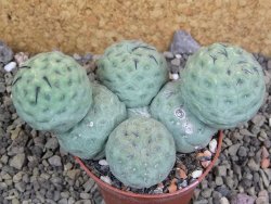 Tephrocactus geometricus pot 7 cm