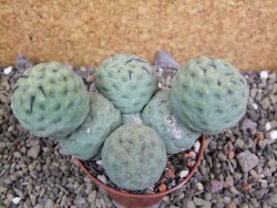 Tephrocactus geometricus pot 7 cm - 12402580