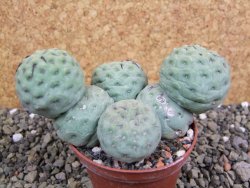 Tephrocactus geometricus pot 7 cm - 12402581