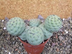 Tephrocactus geometricus pot 7 cm - 12402582