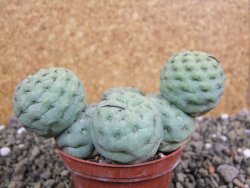 Tephrocactus geometricus pot 7 cm - 12402583