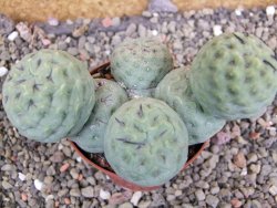 Tephrocactus geometricus pot 7 cm - 12402584