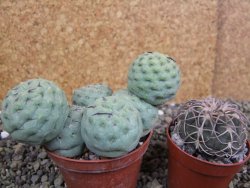 Tephrocactus geometricus pot 7 cm - 12402585