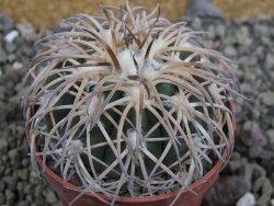 Gymnocalycium spegazzinii punillaense Tom 06-81/1 El Obelisco, pot 6,5 cm