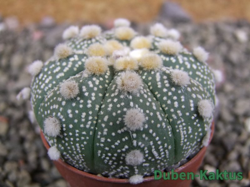 Astrophytum Hanazano Kabuto B, pot 5,5 cm