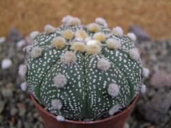 Astrophytum Hanazano Kabuto B, pot 5,5 cm - 12402592