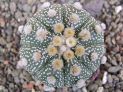 Astrophytum Hanazano Kabuto B, pot 5,5 cm - 12402593