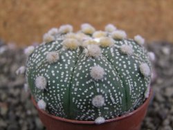 Astrophytum Hanazano Kabuto B, pot 5,5 cm - 12402594