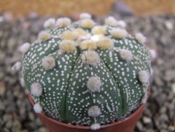 Astrophytum Hanazano Kabuto B, pot 5,5 cm