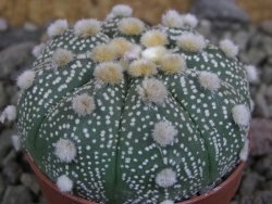 Astrophytum Hanazano Kabuto B, pot 5,5 cm - 12402596