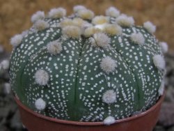 Astrophytum Hanazano Kabuto B, pot 5,5 cm - 12402597