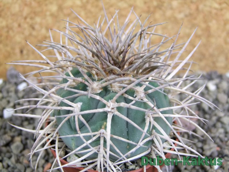 Gymnocalycium cardenasianum JO 193 pot 7 cm