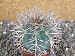 Gymnocalycium cardenasianum JO 193 pot 7 cm - 12402598