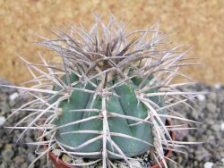 Gymnocalycium cardenasianum JO 193 pot 7 cm - 12402599