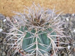 Gymnocalycium cardenasianum JO 193 pot 7 cm - 12402600