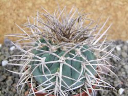 Gymnocalycium cardenasianum JO 193 pot 7 cm