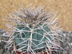 Gymnocalycium cardenasianum JO 193 pot 7 cm - 12402602