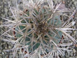 Gymnocalycium cardenasianum JO 193 pot 7 cm - 12402603