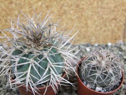 Gymnocalycium cardenasianum JO 193 pot 7 cm - 12402604