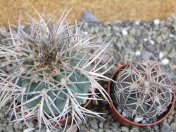 Gymnocalycium cardenasianum JO 193 pot 7 cm - 12402605