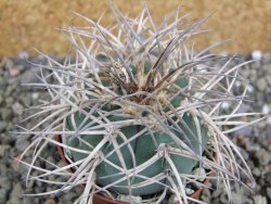 Gymnocalycium cardenasianum JO 193 pot 7 cm