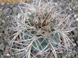 Gymnocalycium cardenasianum JO 193 pot 7 cm - 12402607