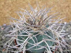 Gymnocalycium cardenasianum JO 193 pot 7 cm - 12402608