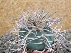 Gymnocalycium cardenasianum JO 193 pot 7 cm - 12402609