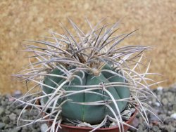 Gymnocalycium cardenasianum JO 193 pot 7 cm - 12402610