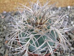 Gymnocalycium cardenasianum JO 193 pot 7 cm - 12402611