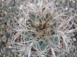 Gymnocalycium cardenasianum JO 193 pot 7 cm - 12402612