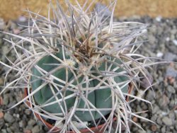 Gymnocalycium cardenasianum JO 193 pot 7 cm - 12402613