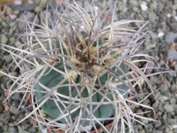 Gymnocalycium cardenasianum JO 193 pot 7 cm - 12402614