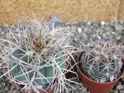 Gymnocalycium cardenasianum JO 193 pot 7 cm - 12402615