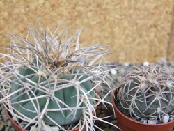 Gymnocalycium cardenasianum JO 193 pot 7 cm - 12402616